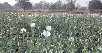 असम के रास्ते म्यांमार पहुंचती है अफीम