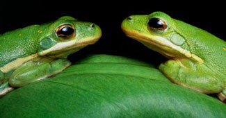 पानी में रहने वाले मेंढक सबसे लंबी छलांग लगाते हैं