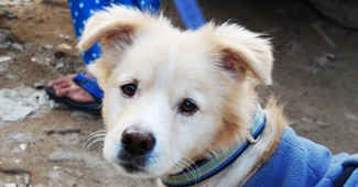 कुत्ता पालना मानसिक स्वास्थ्य के लिए सकारात्मक