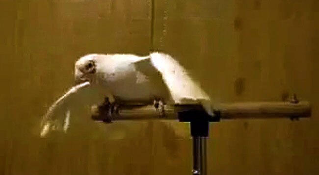 भांगड़ा करता तोता