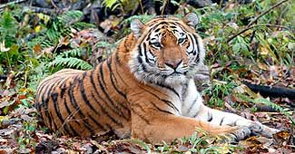 एक समय बाघों की संख्या दस हजार थी