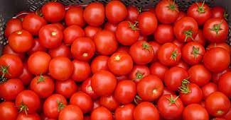 टमाटर