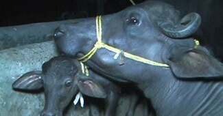 इन्हीं भैंसों को लेकर हो रही है चर्चा...