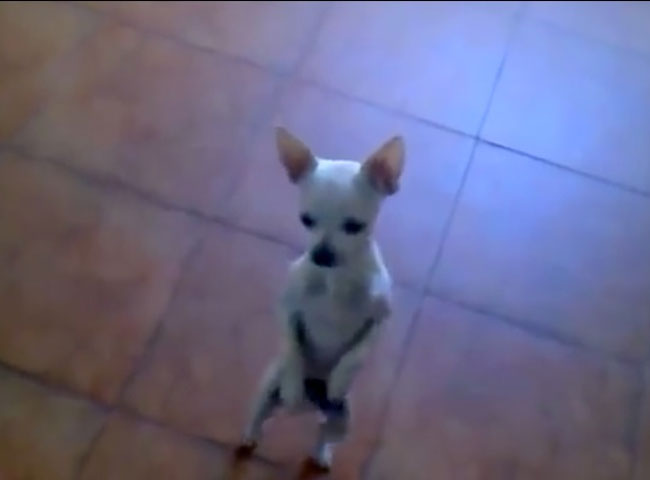 अरशद वारसी ने ट्विटर पर शेयर किया डांस का वीडियो