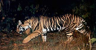 प्रतीकात्मक तस्वीर