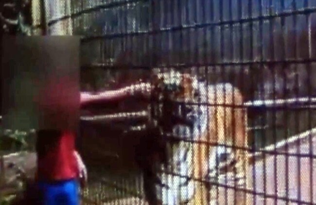 शेर के पास टहलता बच्‍चा