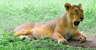 प्रतीकात्मक तस्वीर