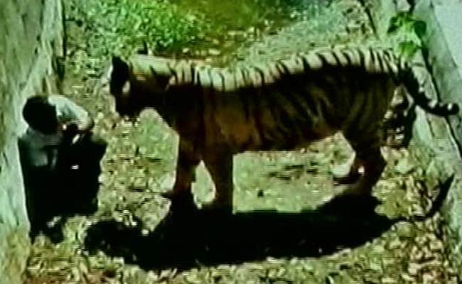 बाघ हमले से पहले, कुछ यूं दुबका बैठा रहा मकसूद