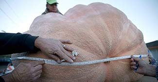 इस कद्दू का वजन 933 किलो है