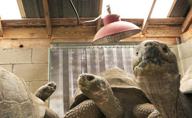 ऑनलाइन मार्केट में कछुओं की भी भारी मांग