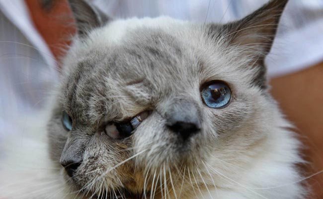 फ्रेंक एंड लुई