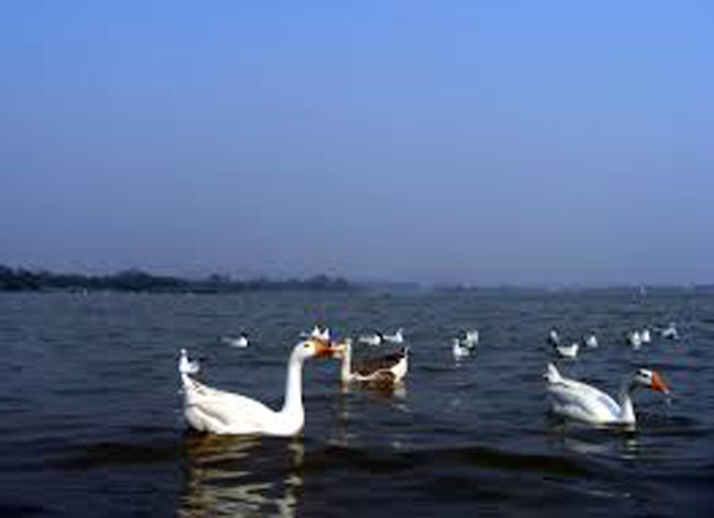 सुखना झील, चंडीगढ़