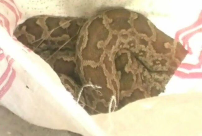 कानपुर एयरफोर्स कॉलोनी में 8 घंटे तक अजगर ने मचाया बवाल