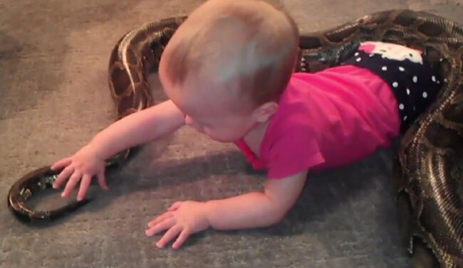 14 महीने की बच्ची और 13 फीट लंबा अजगर, वीडियो वायरल