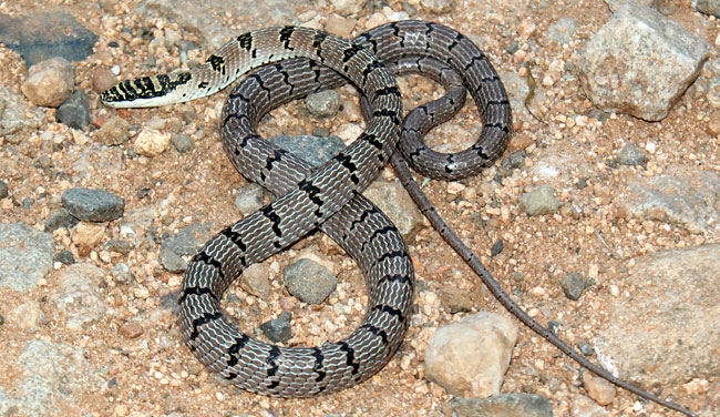 उड़ने वाला सांप