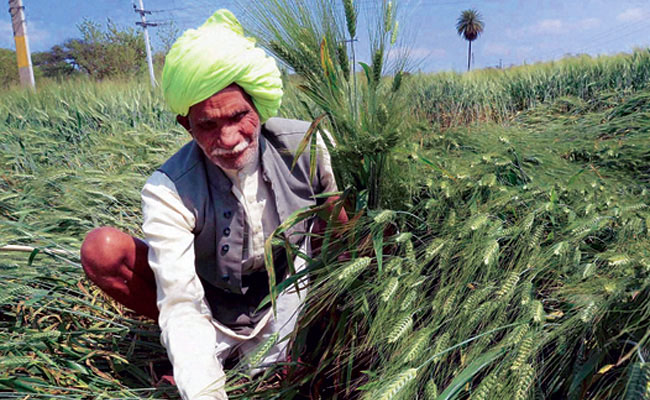 बारिश से फसलों को नुकसान, किसान परेशान - rain hailstorm damage standing crop in northern india - AajTak