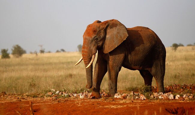 बड़े काम के हैं हाथी