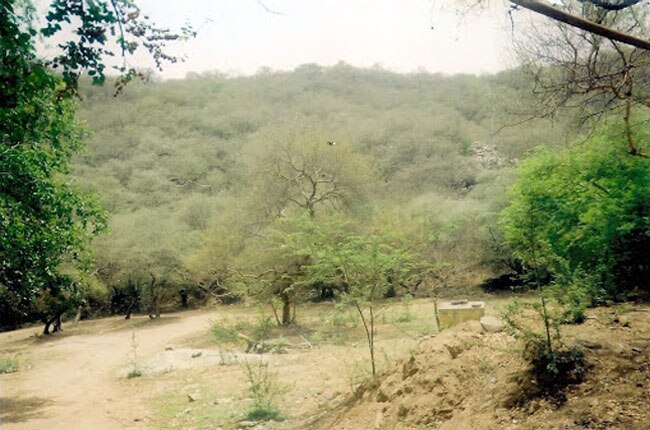 अरावली के जंगल दिल्ली NCR के जलवायु में अहम भूमिका निभाते हैं