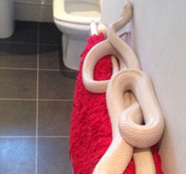 6 फुट लंबा सफेद सांप