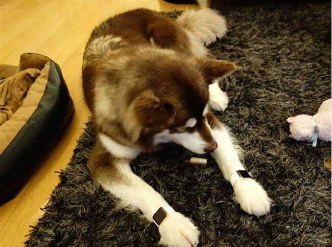 अपनी एपल की घड़‍ियों के साथ वांग