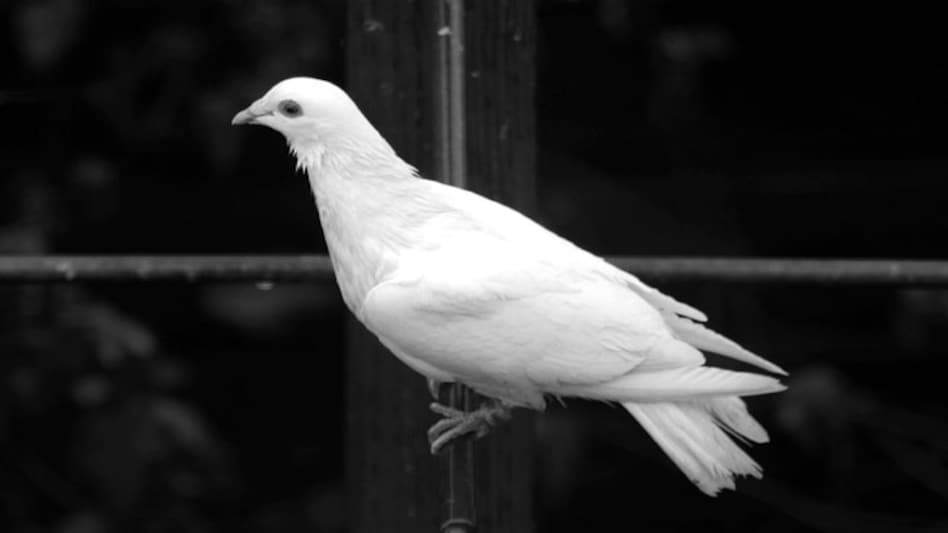 इस कबूतर ने उड़ाए पंजाब पुलिस के होश - punjab police caught pakistan spy  pigeon - AajTak