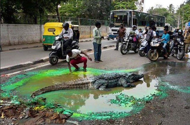 सड़क के बीच बनाया मगरमच्छ