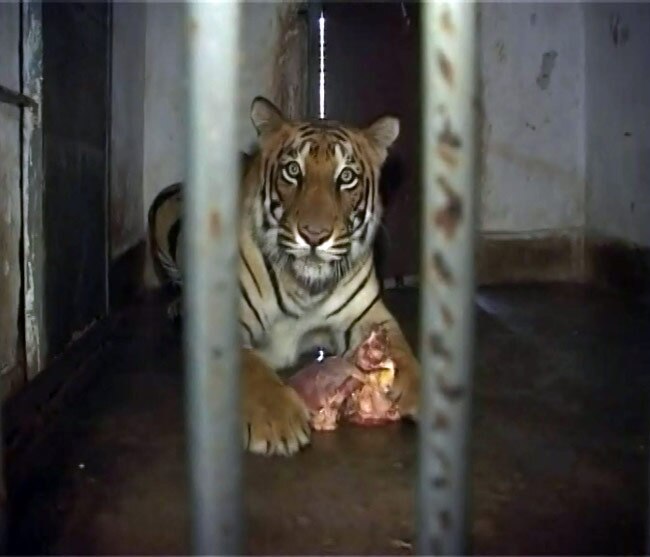 रांची के बिरसा जैविक उद्यान में टाइगर