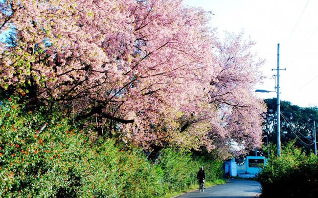 शि‍लॉन्ग