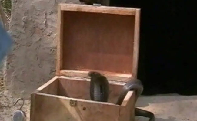 सपेरे को डसने वाली जहरीली नागिन