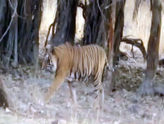 लापता हो गया सुल्तान