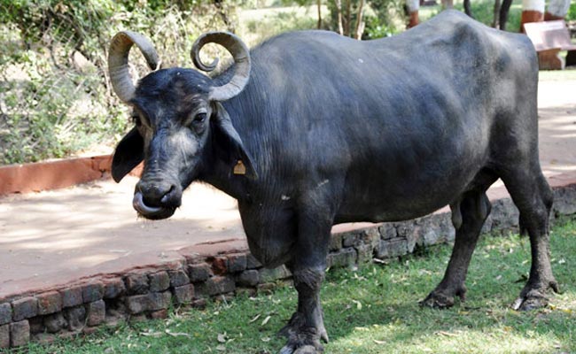 विधायक जी इससे नाराज थे कि भैंसों के ट्रक ने उनकी गाड़ी को ओवरटेक कर लिया था.