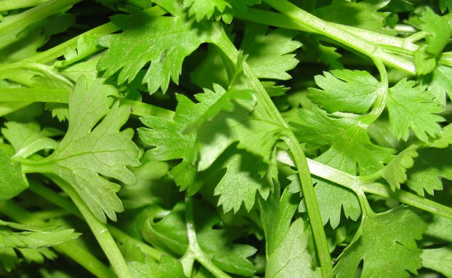 आपको नहीं पता होगा, धनिया खाने के ये फायदे! आपको नहीं पता होगा, धनिया खाने के ये फायदे!