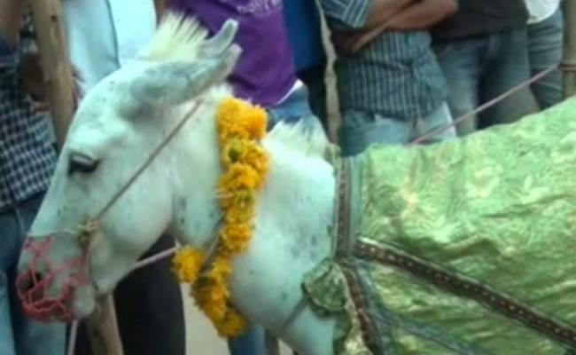 गधे का नाम है गंगाराम