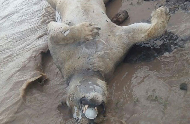 नदी के किनारे मिला शेर का शव  (फाइल फोटो)