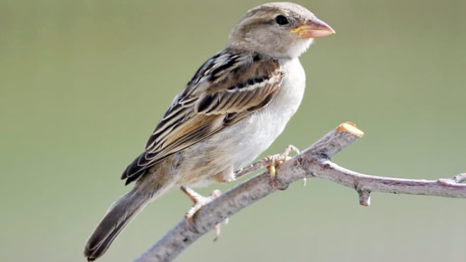 बिहार के सरकारी दफ्तरों में होगा 'गौरैया घर' - bihar sparrow conservation home in government offices - AajTak