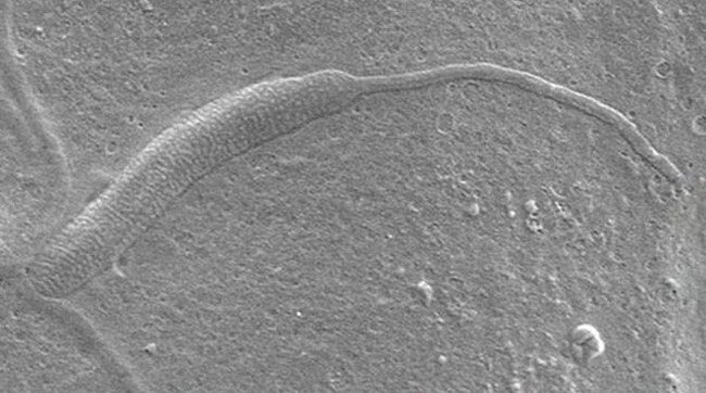 स्पर्म का जीवाश्म