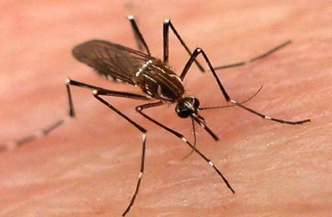 दिल्ली में डेंगू का कहर