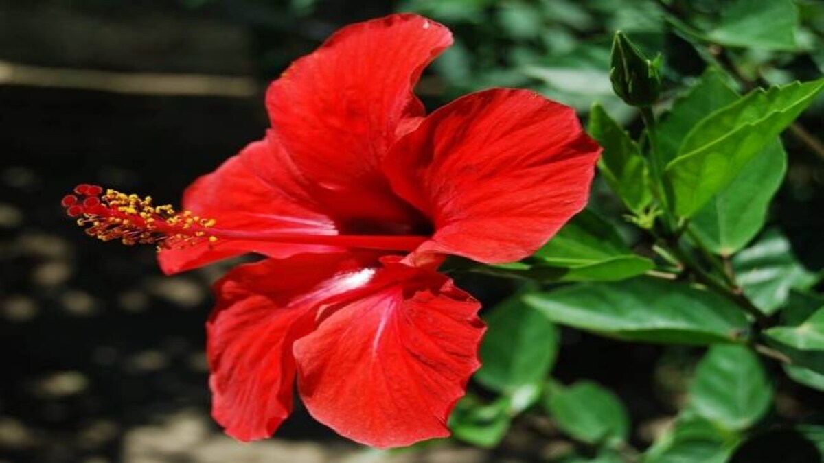 त्वचा के लिए ही नहीं बल्कि बालों के लिए भी वरदान है गुड़हल - benefits of hibiscus - AajTak