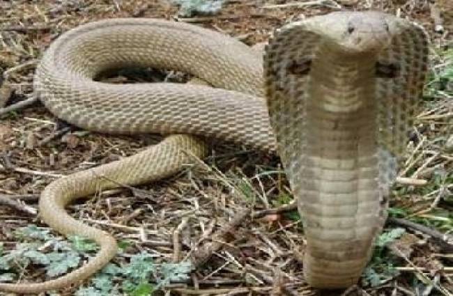 नागपंचमी