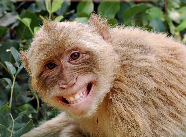 कमरे की बंद कुंडी खोलकर बच्ची को ले गया बंदर