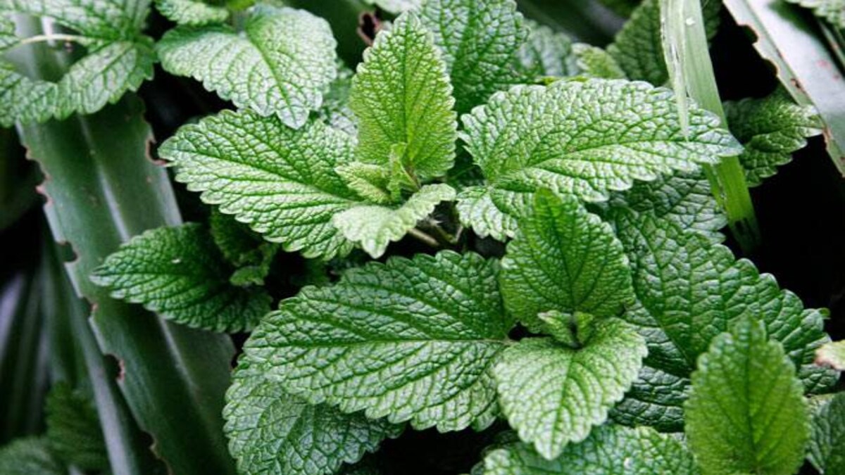 बड़े काम की है पुदीने की पत्तियां, ये है 7 अचूक फायदे - health benefits of mint - AajTak