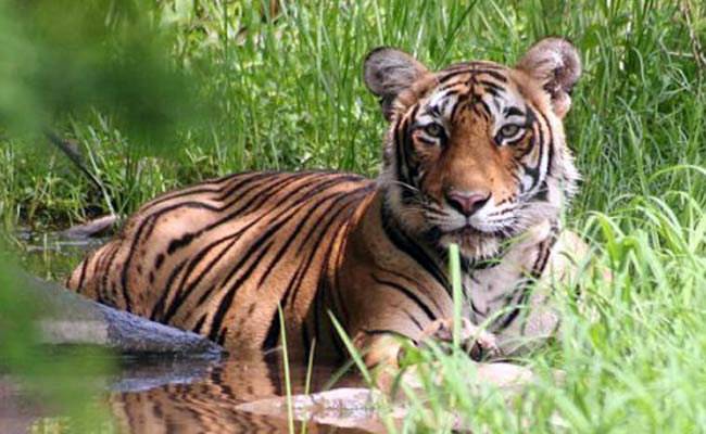 कैसे बचेगी बाघों की बादशाहत?