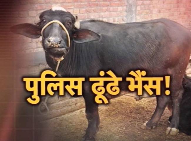 पुलिस ने 100 भैंसों की तस्वीर व्हाट्सअप पर इक्ट्ठा की हैं