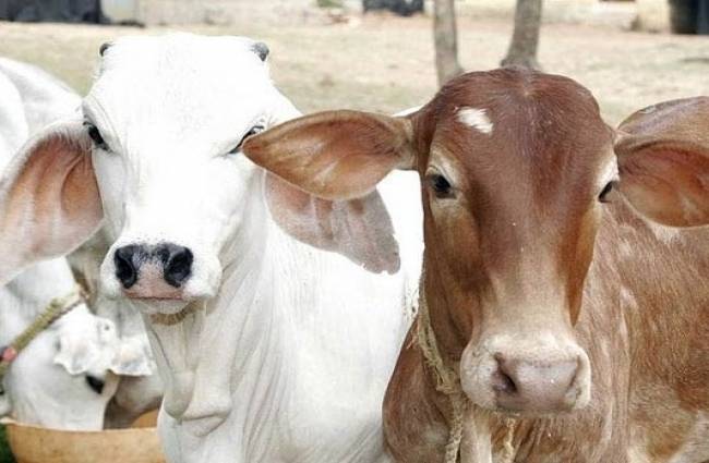 पोस्टरों के जरिए दावा कर रही सरकार