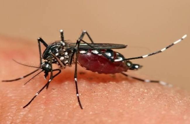डेंगू के 1919 नए मामले सामने आए