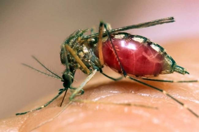 दिल्ली में डेंगू से मरने वालों की संख्या बढ़कर 16 हुई