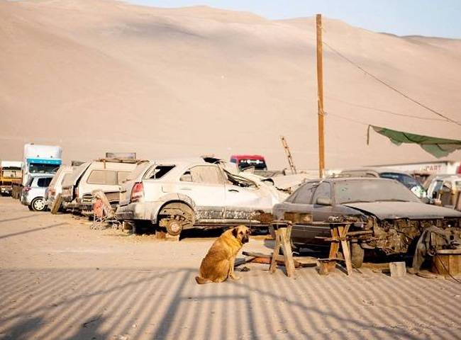 स्थानीय मीडिया ने कुतिया का नाम रीना बताया