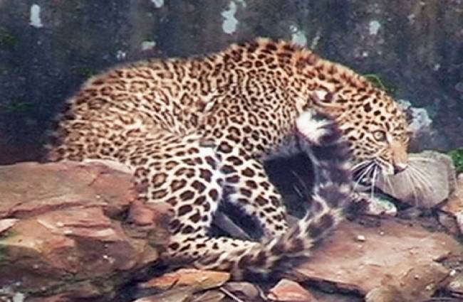 तेंदुओं की संख्या सामने आई