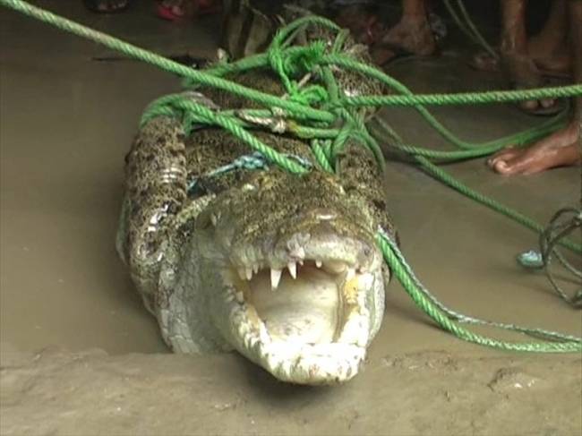 गांव वालों ने पकड़ा सात फुट का मगरमच्छ