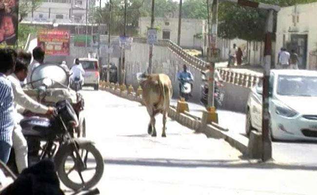 किसान प्रदर्शन में घुसा सांड